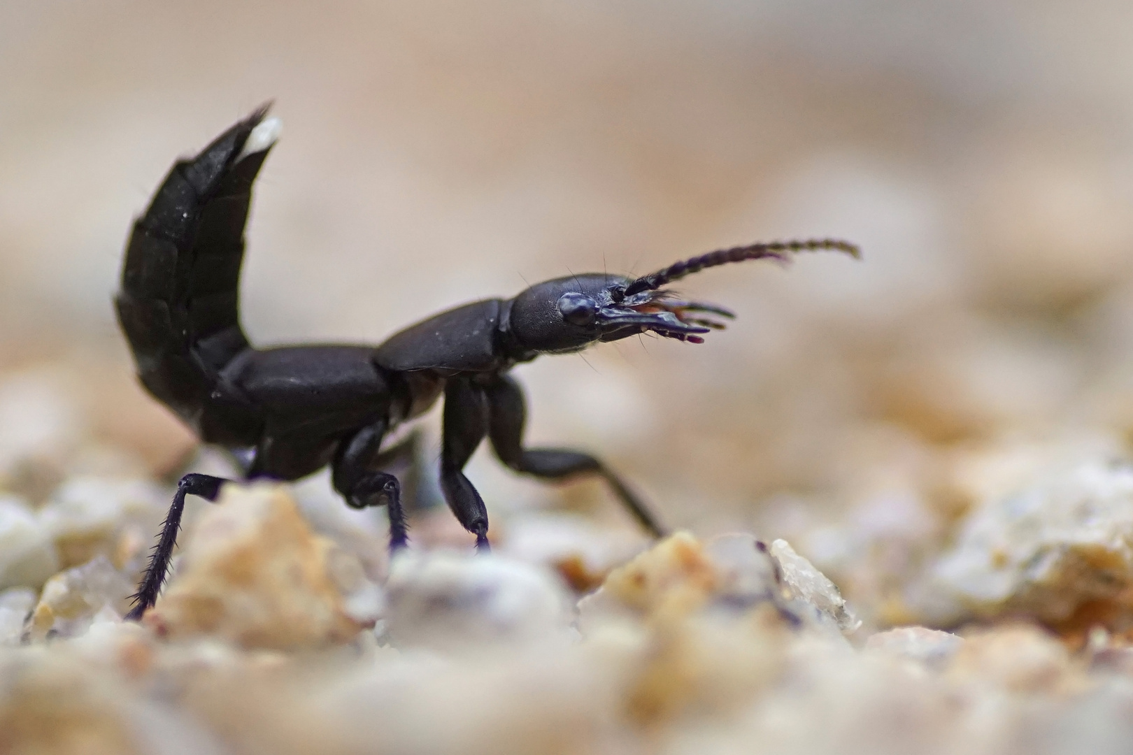 Schwarzer Moderkäfer (Ocypus olens)