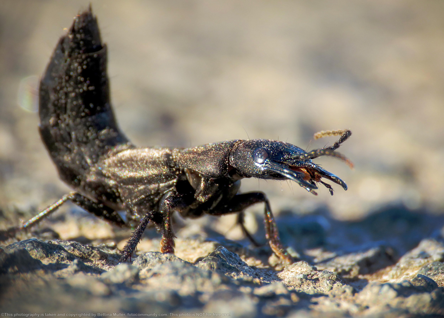 Schwarzer Moderkäfer (Ocypus olens)