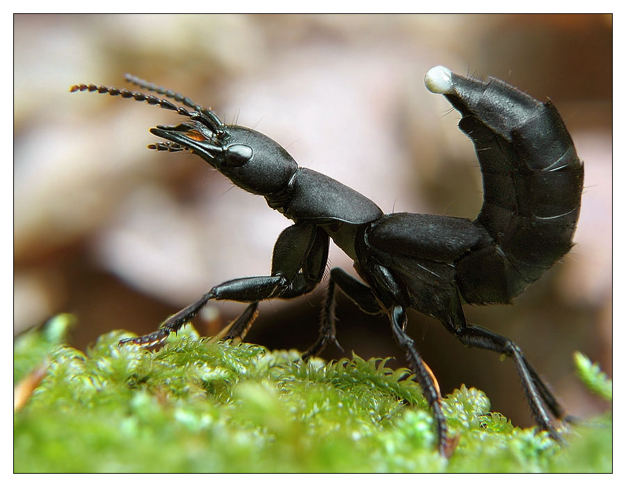 Schwarzer Moderkäfer ocypus olens Foto & Bild tiere, wildlife