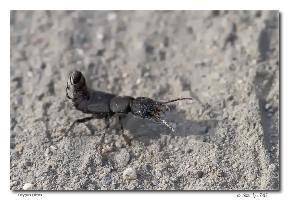 Schwarzer Moderkäfer (Ocypus olens)