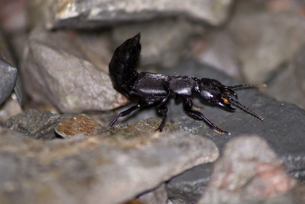 Schwarzer Moderkäfer (Ocypus olens)