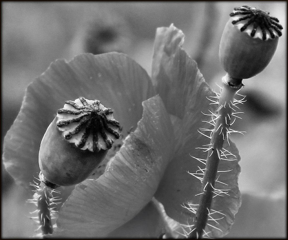 ~ schwarzer Mohn ~