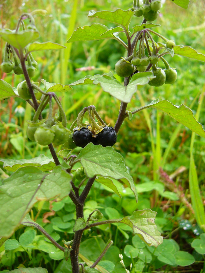 Schwarzer Nachtschatten (Solanum nigrum) Foto &amp; Bild