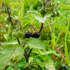 Schwarzer Nachtschatten (Solanum nigrum)