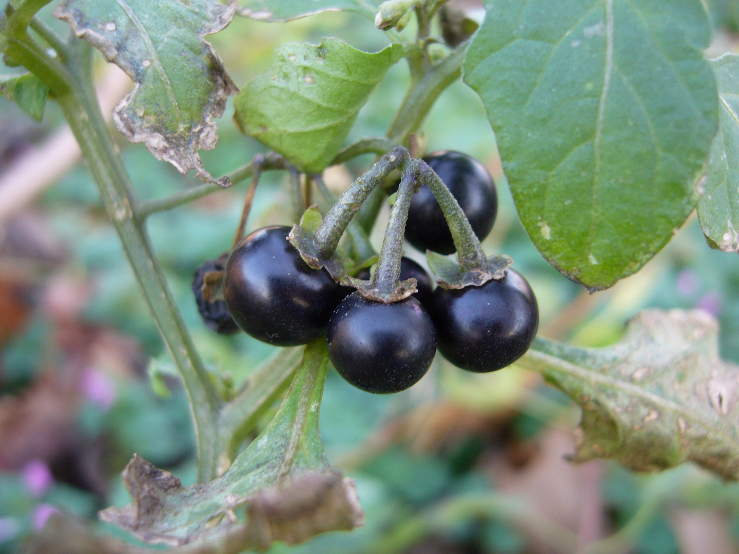 Schwarzer Nachtschatten (Solanum nigrum) Foto &amp; Bild