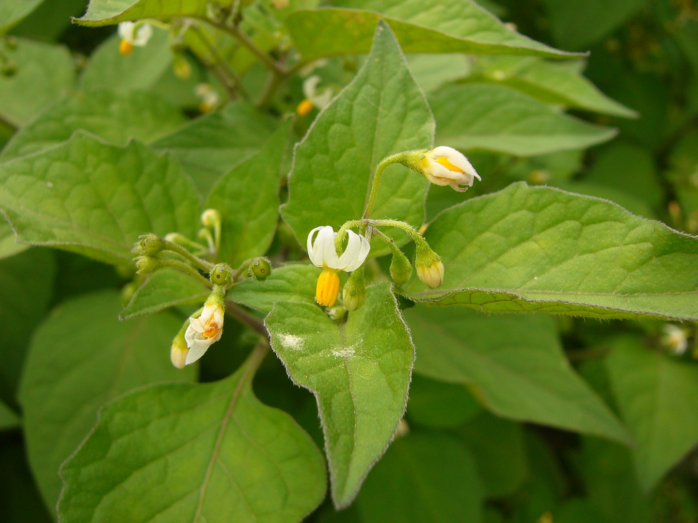 Schwarzer Nachtschatten (Solanum nigrum) Foto &amp; Bild