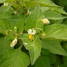 Schwarzer Nachtschatten (Solanum nigrum)