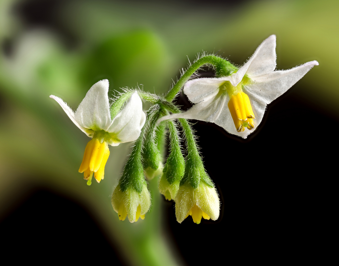 Schwarzer Nachtschatten (Solanum nigrum)