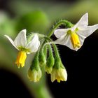 Schwarzer Nachtschatten (Solanum nigrum)