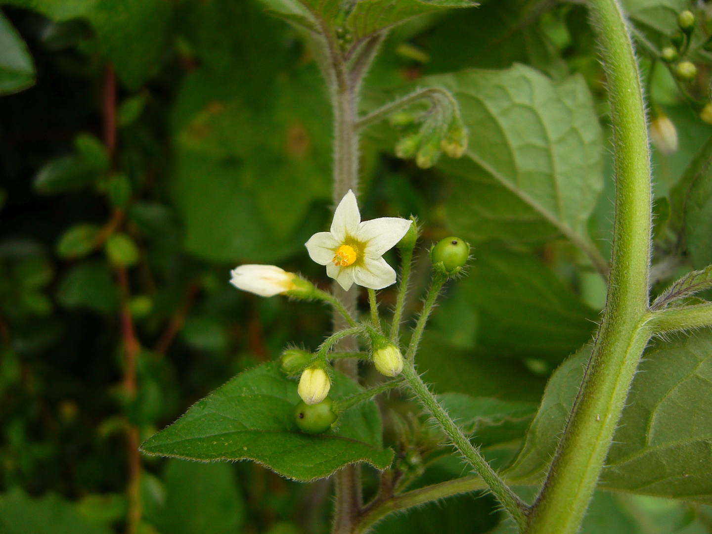 Schwarzer Nachtschatten (Solanum nigrum) Foto &amp; Bild