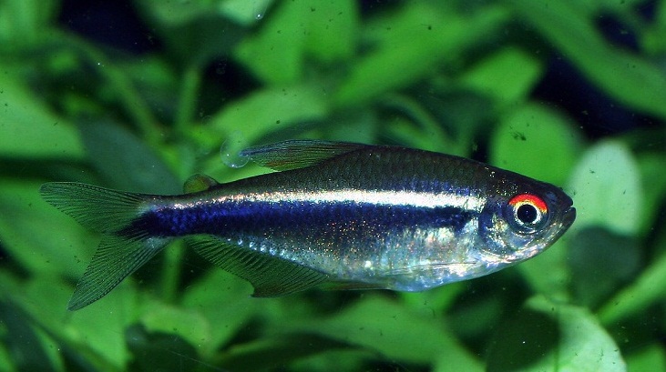 Schwarzer Neon - Hyphessobrycon herbertaxelrodi