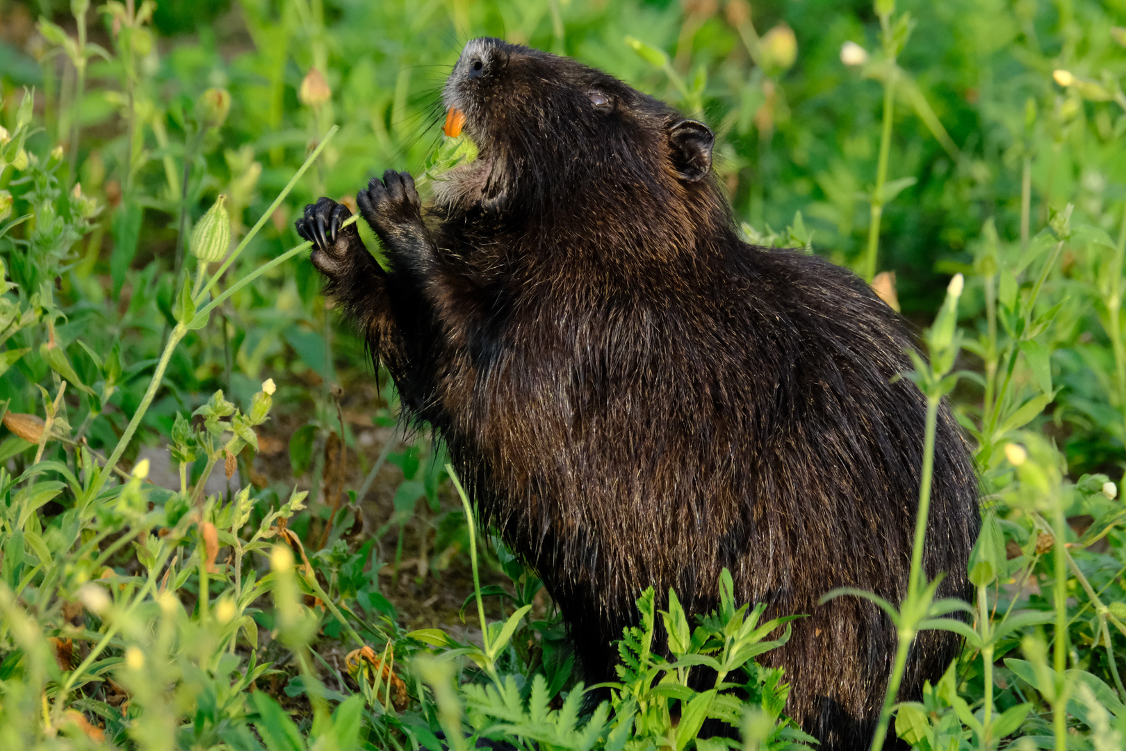 schwarzer Nutria 