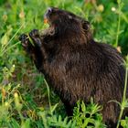 schwarzer Nutria 