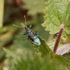 Schwarzer oder grüner Rüsselkäfer ? Polydrusus formosus