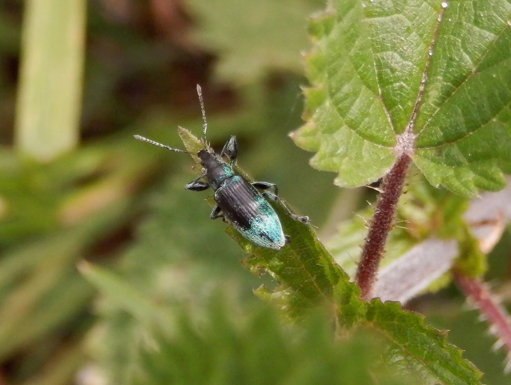 Schwarzer oder grüner Rüsselkäfer ? Polydrusus formosus