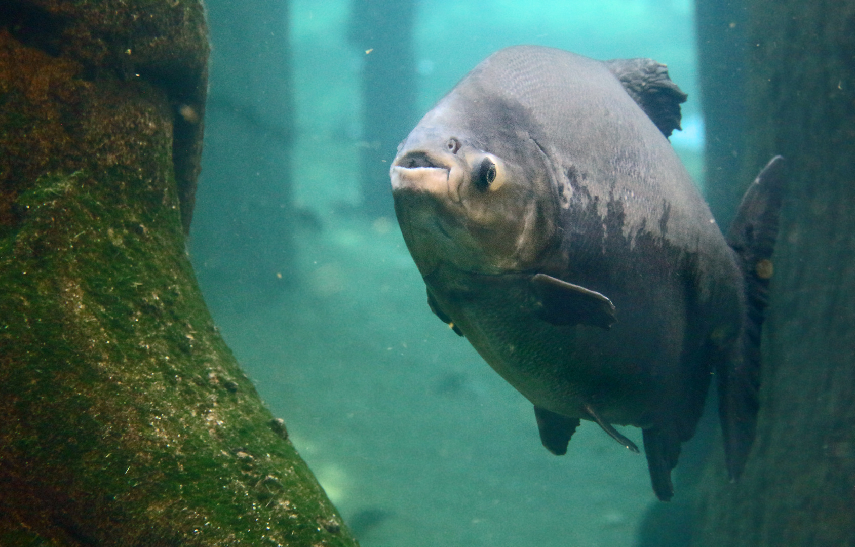 "Schwarzer Pacu" - wenn's stimmt?