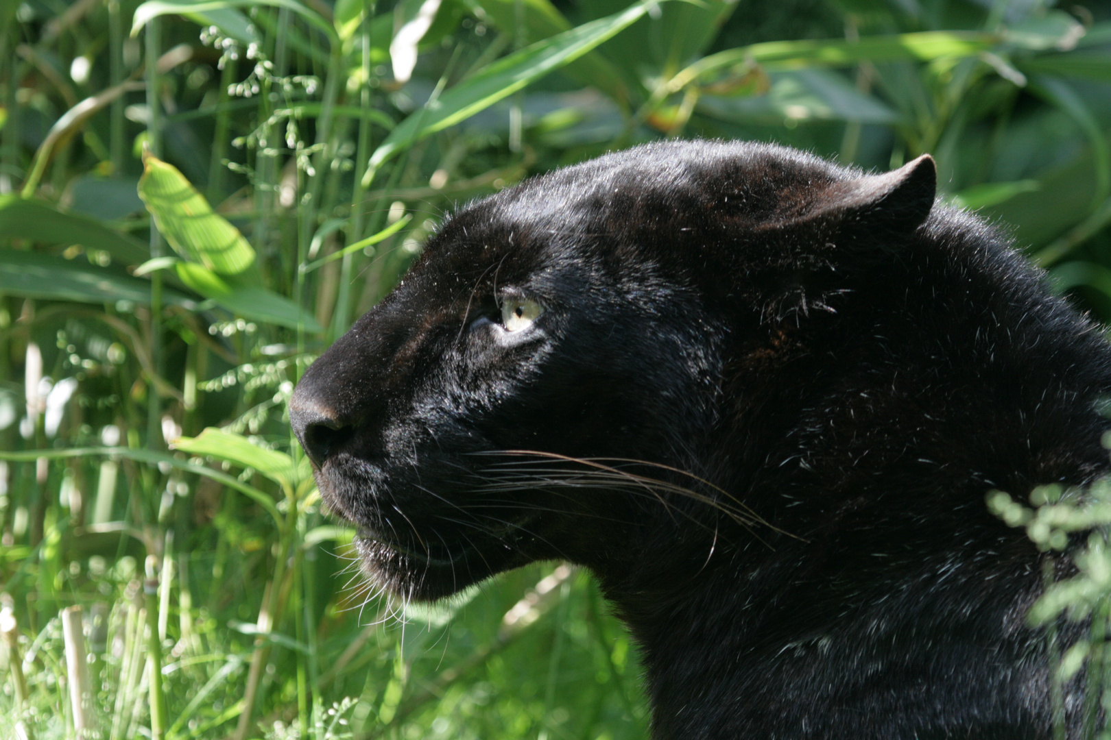 Schwarzer Panther Foto &amp; Bild | tiere, zoo, wildpark &amp; falknerei ...