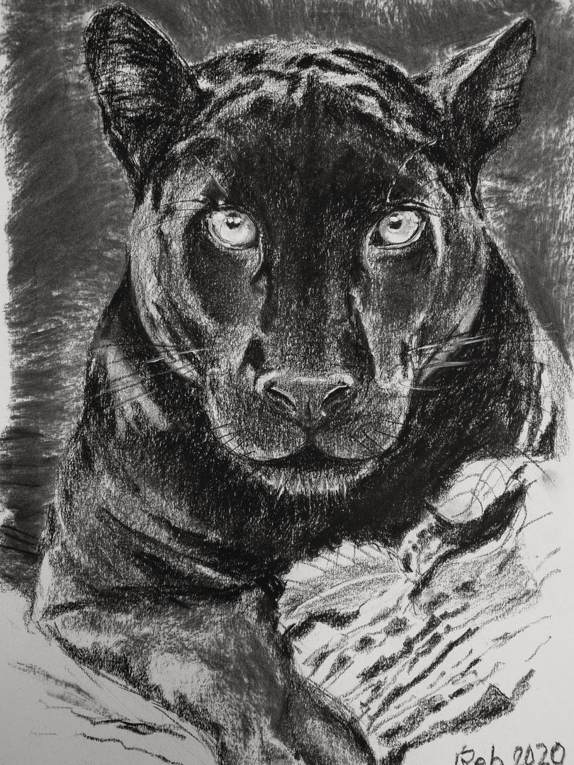 Schwarzer Panther