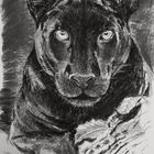 Schwarzer Panther