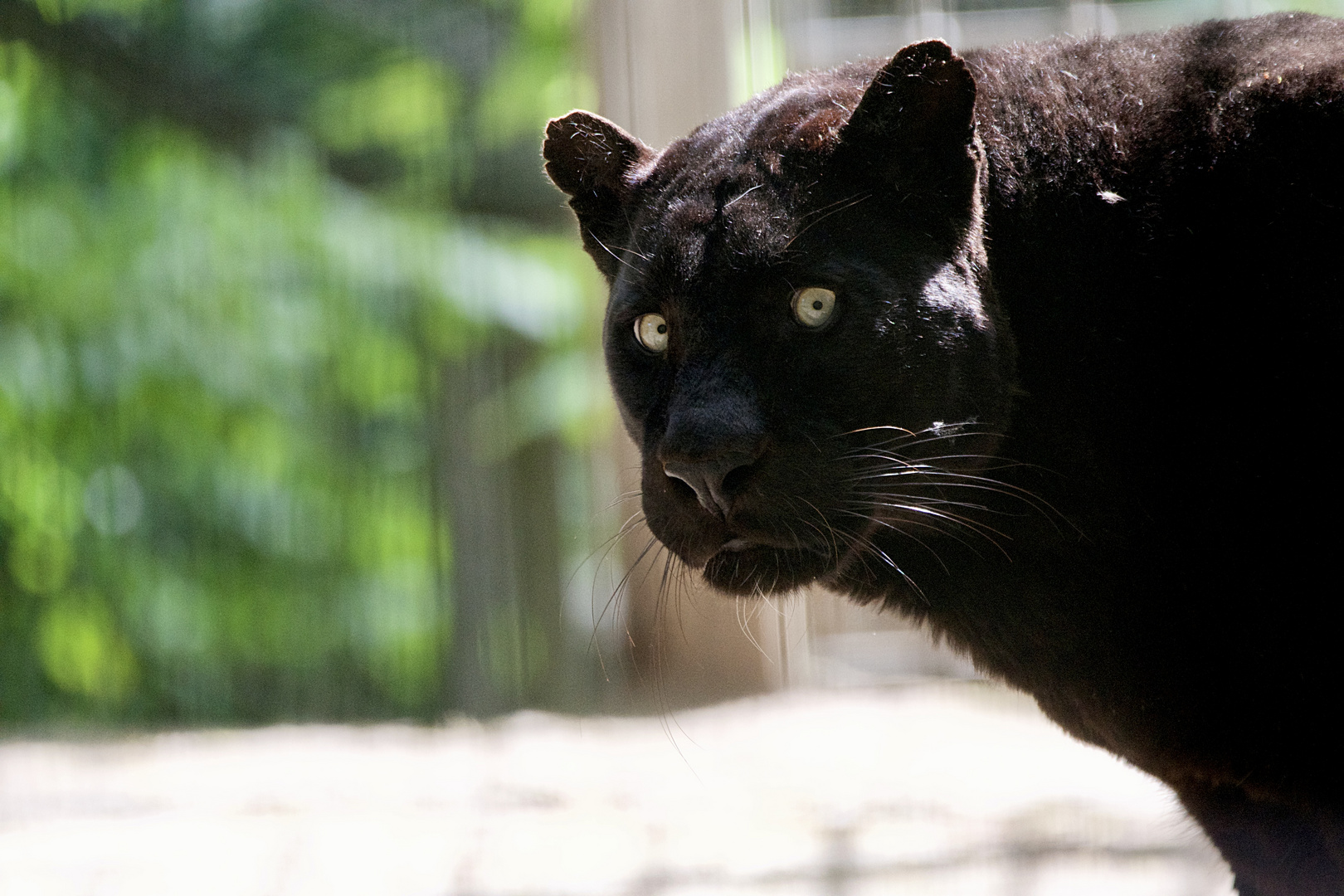 Schwarzer Panther 