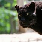 Schwarzer Panther 