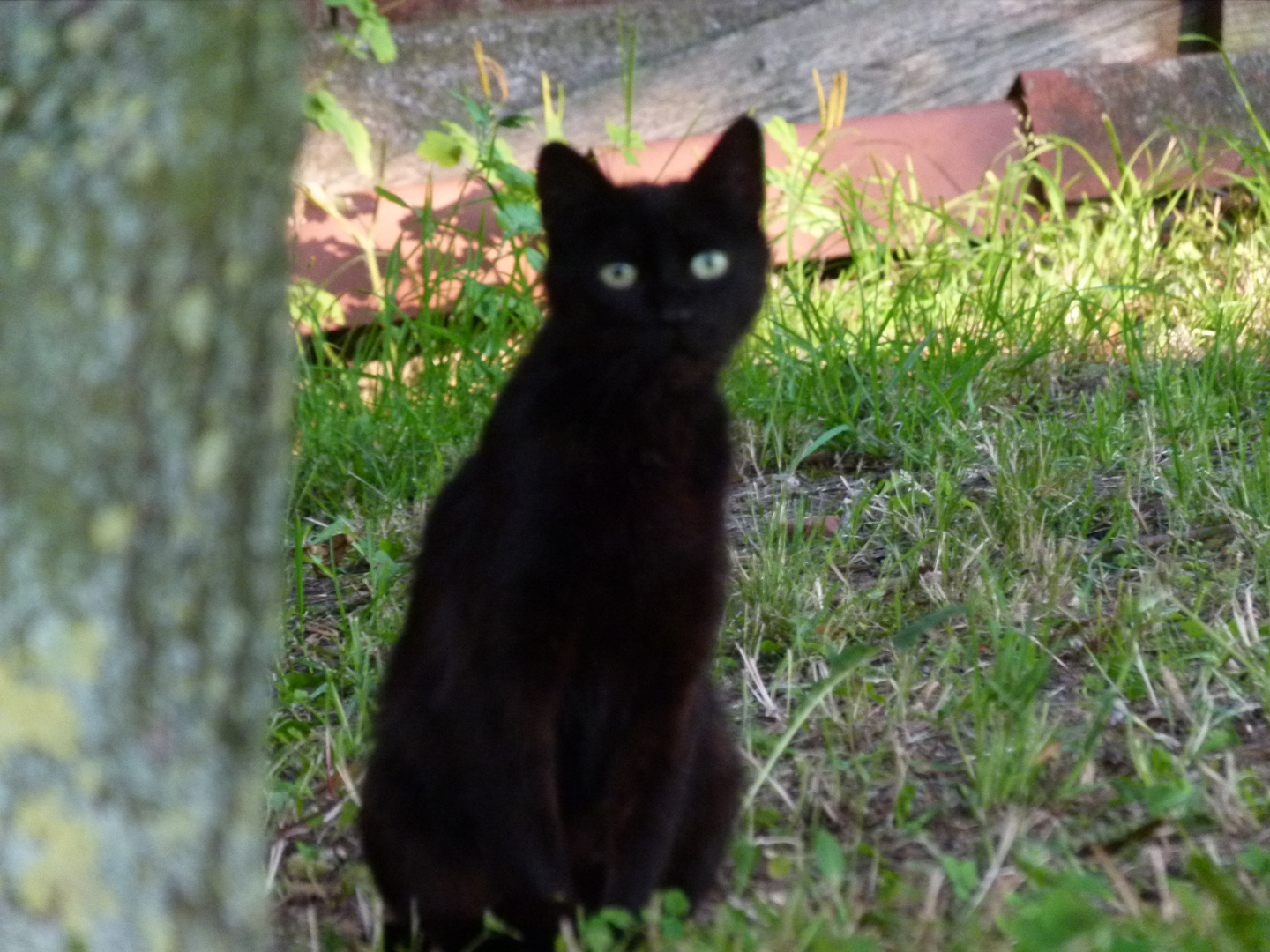 Schwarzer Panther :-)