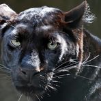 Schwarzer Panther