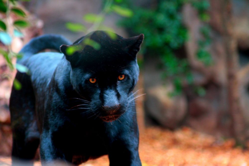 Schwarzer Panther Foto & Bild | tiere, zoo, wildpark & falknerei