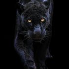 schwarzer Panther