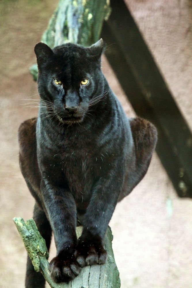 Schwarzer Panther Foto & Bild | tiere, zoo, wildpark & falknerei ...