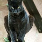 Schwarzer Panther