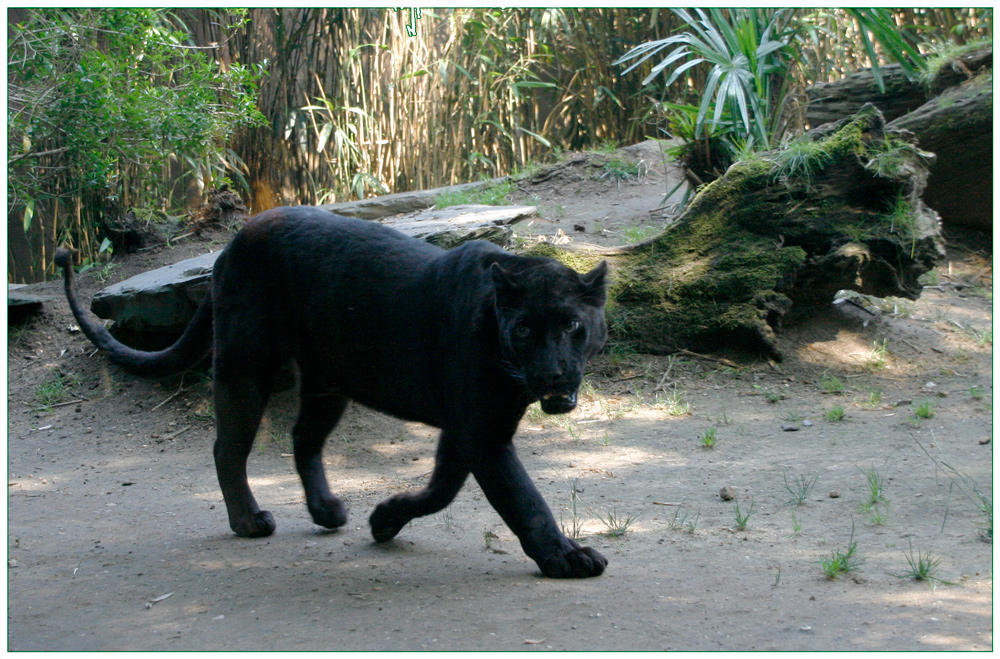 Schwarzer Panther