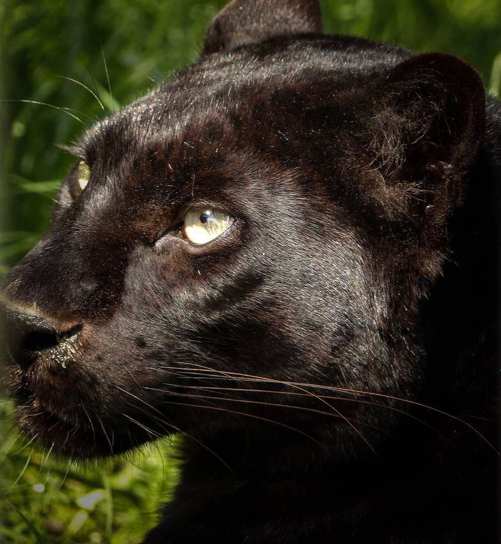 Schwarzer Panther