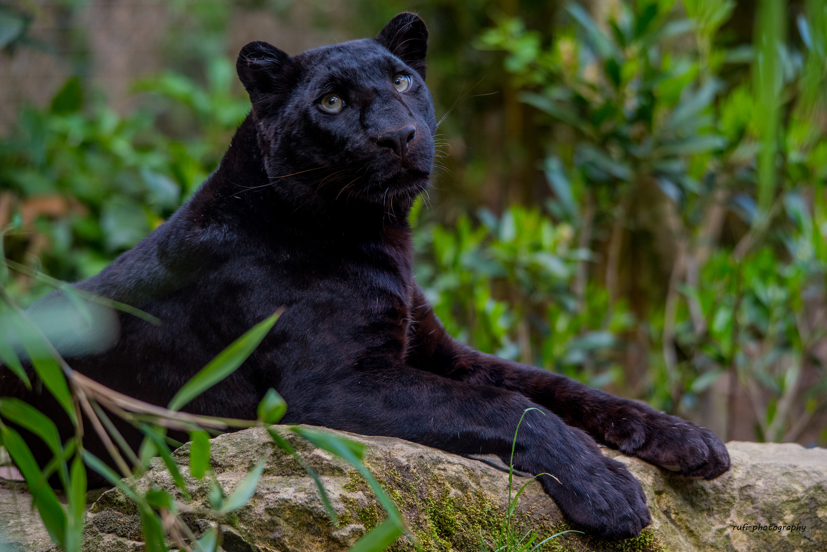schwarzer Panther im Zoo Amneville