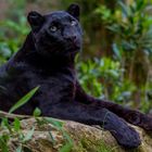 schwarzer Panther im Zoo Amneville