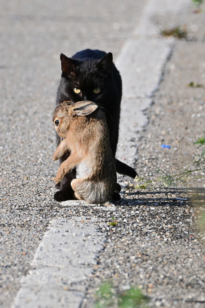 schwarzer Panther lässt das mausen nicht - oder Häschen in der Grube -