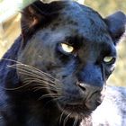 Schwarzer Panther (Panthera pardus) Portrait