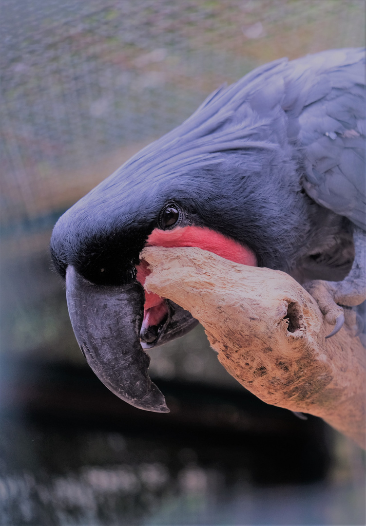 schwarzer Papagei im Weltvogelpark Walsrode