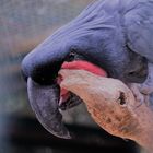 schwarzer Papagei im Weltvogelpark Walsrode