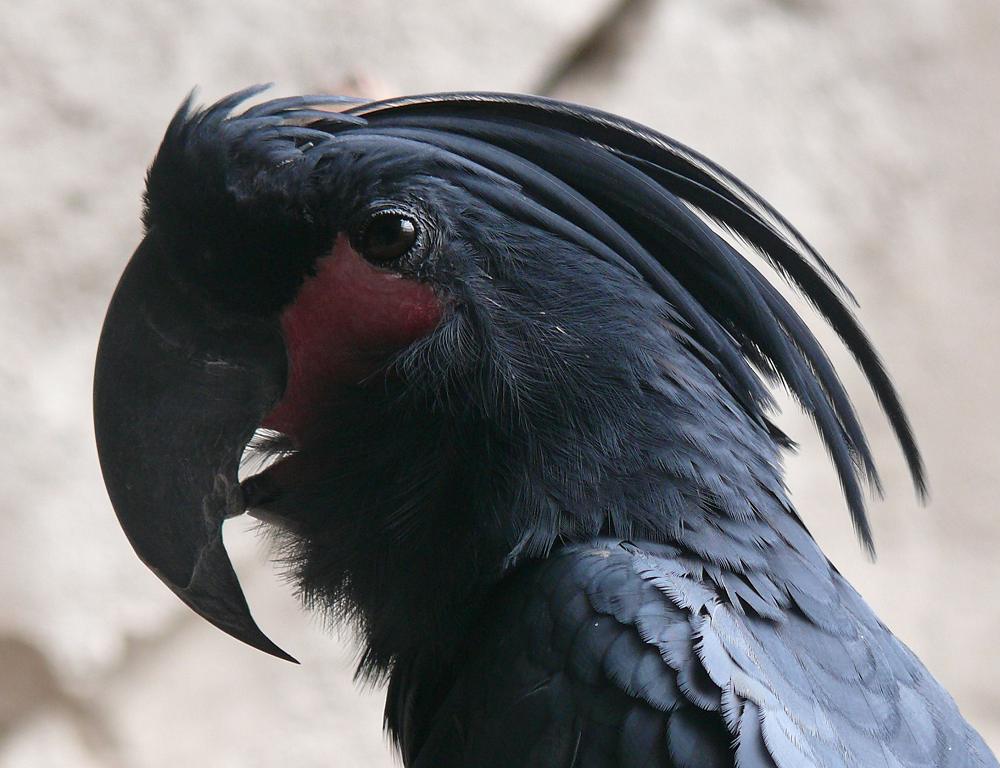 Schwarzer Papagei (Zoo Köln)