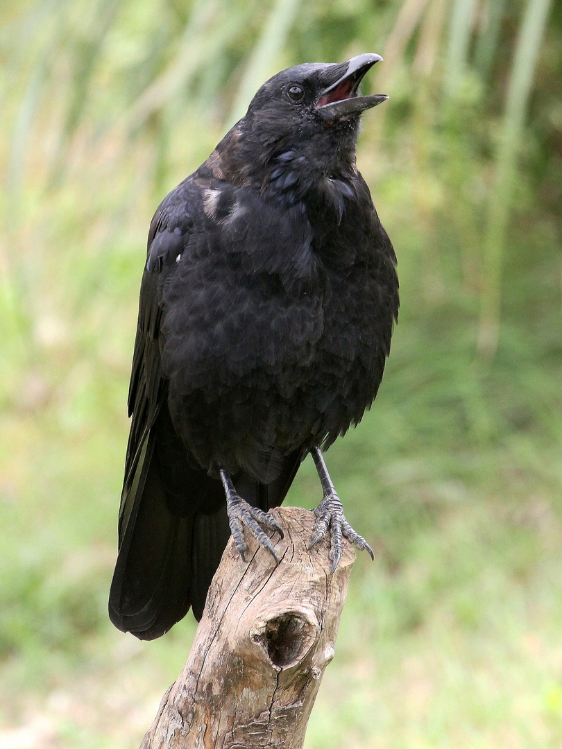 Schwarzer Pechvogel?