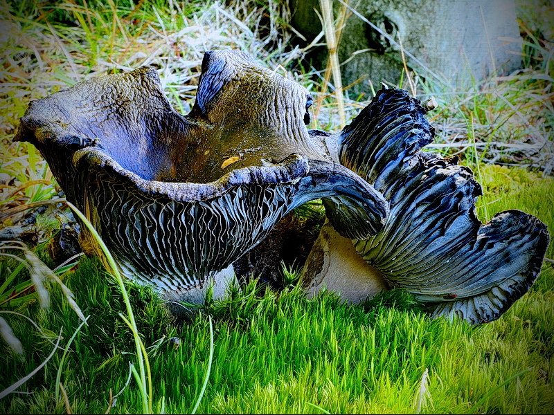 Schwarzer Pilz... Foto & Bild | motive, natur Bilder auf ...