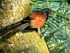 Schwarzer Rabe - oder doch ein bunter Vogel ?