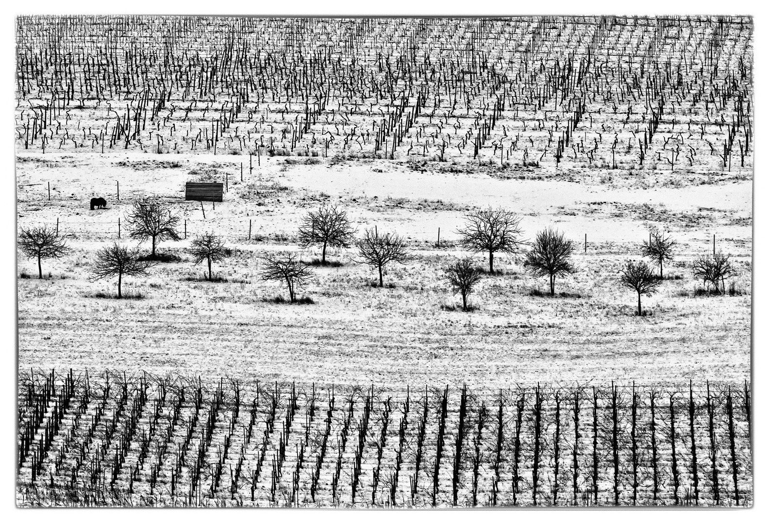 Schwarzer Rappe an weißem Schnee