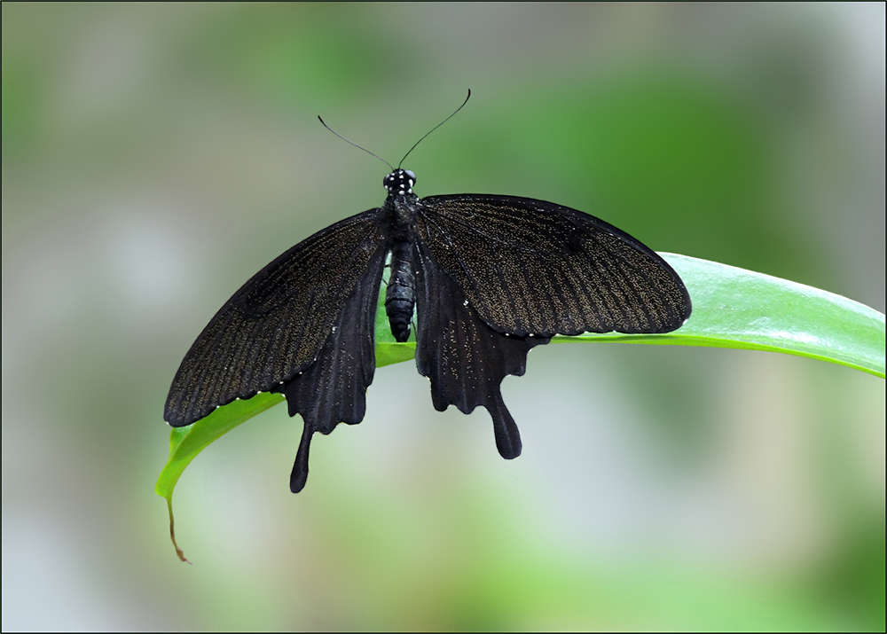 Schwarzer-Ritterfalter--Papilio-memnon