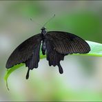 Schwarzer-Ritterfalter--Papilio-memnon