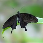 Schwarzer-Ritterfalter--Papilio-memnon