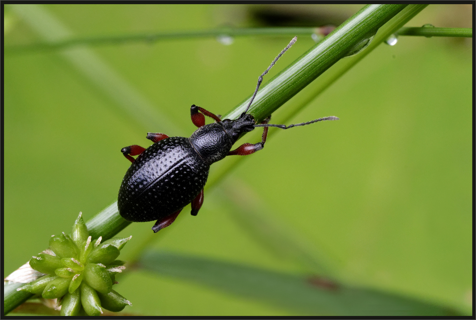 Schwarzer Rüsselkäfer (Otiorhynchus coecus)