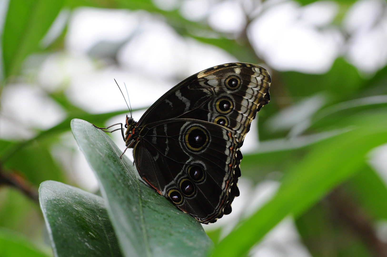 Schwarzer Schmetterling Foto & Bild tiere, wildlife, schmetterlinge Bilder auf