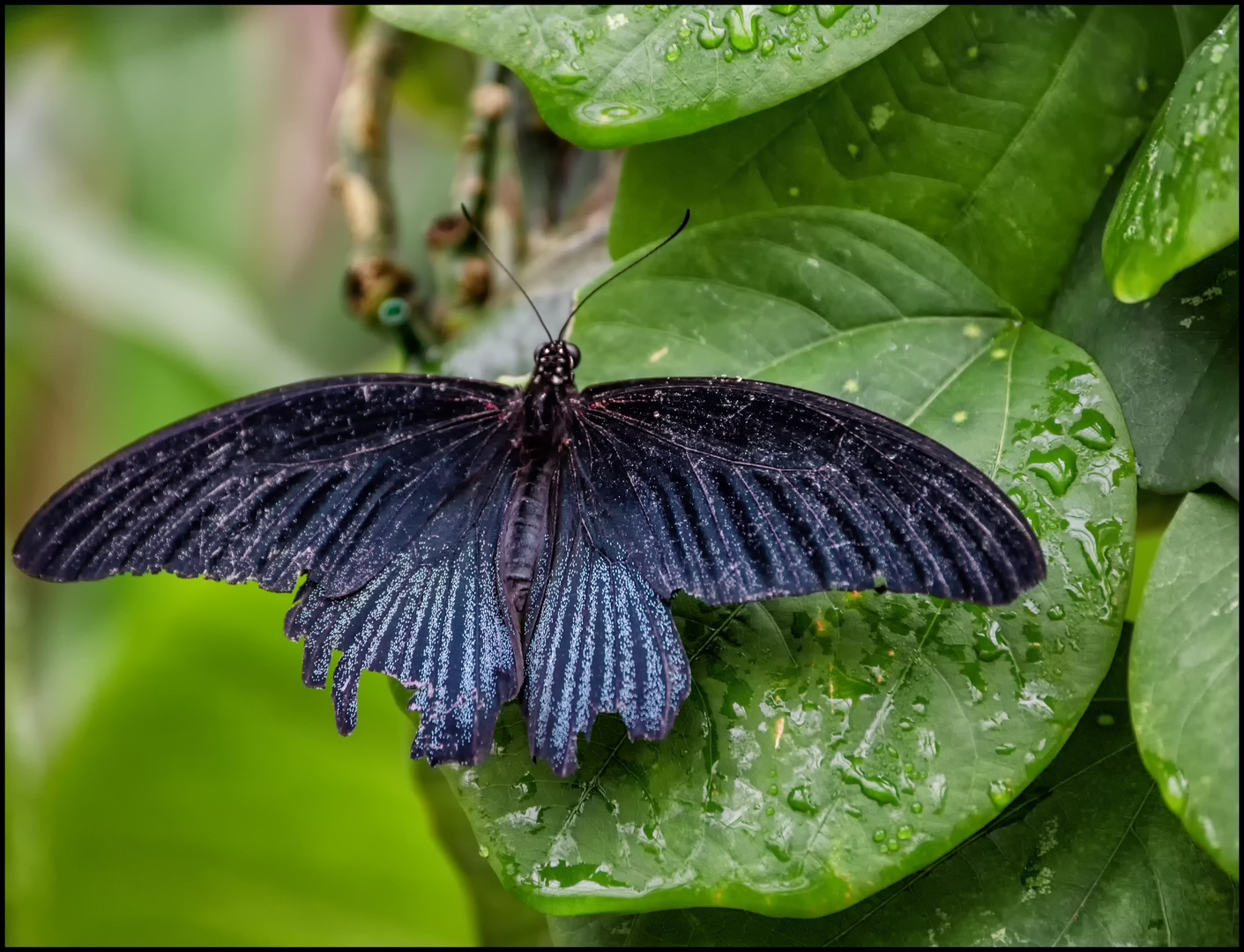 Schwarzer Schmetterling